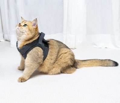 개와 고양이를 위한 필수 보호 장비